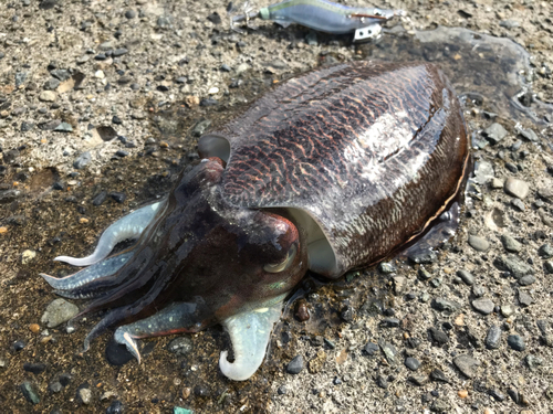 コウイカの釣果