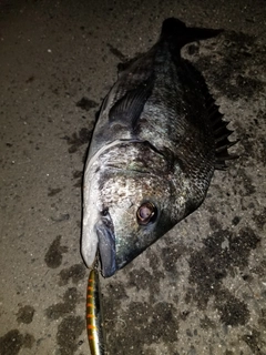 チヌの釣果