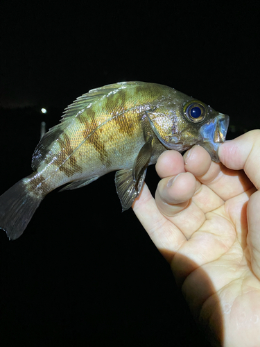 メバルの釣果