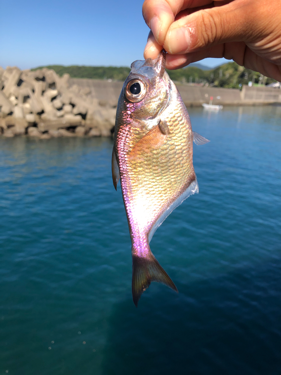 ツマグロハタンポ