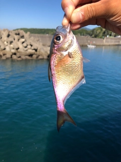 ツマグロハタンポの釣果