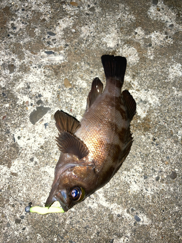 メバルの釣果