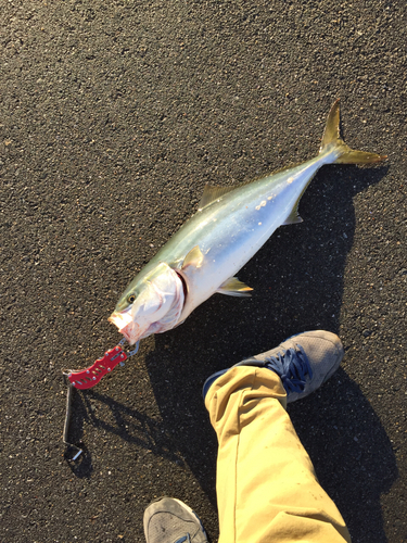 ワラサの釣果