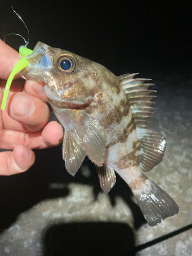 メバルの釣果