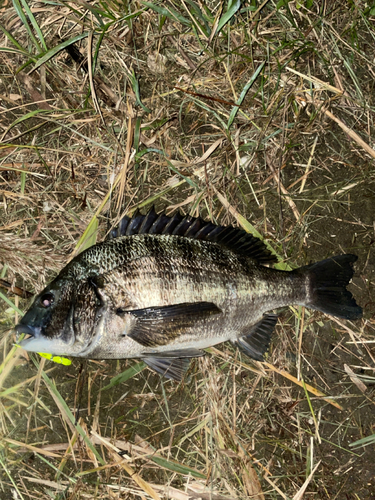 チヌの釣果