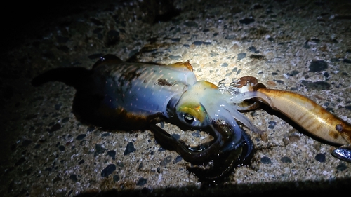 アオリイカの釣果