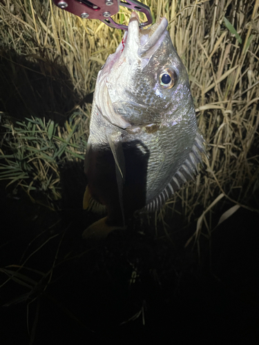 釣果