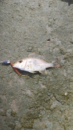 ホシミゾイサキの釣果