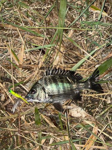 チヌの釣果