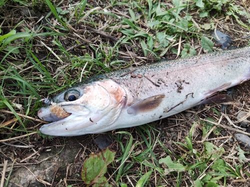 ニジマスの釣果