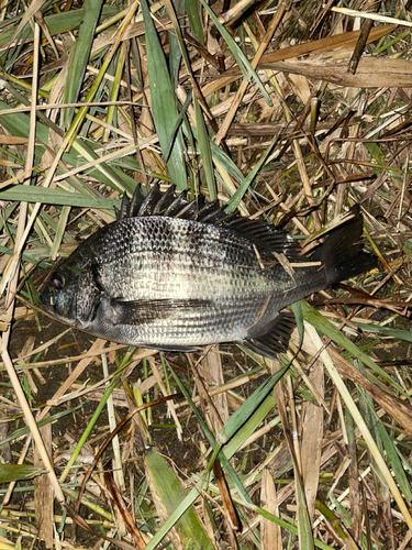 チヌの釣果