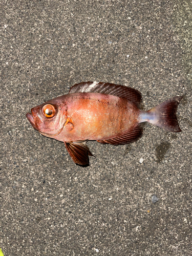 キントキダイの釣果