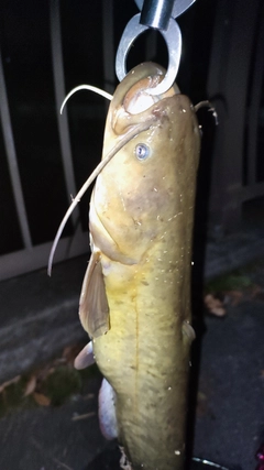 ナマズの釣果