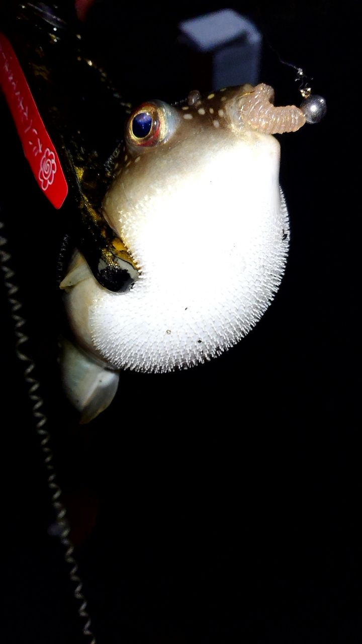 アジ