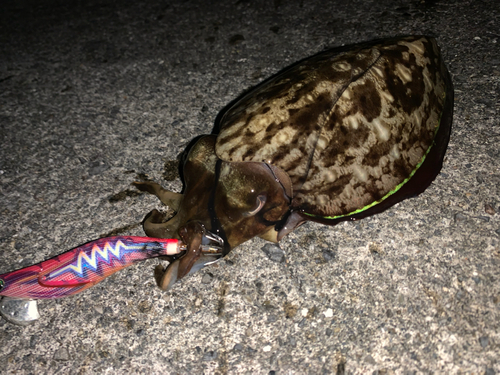 モンゴウイカの釣果