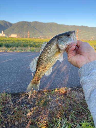 ブラックバスの釣果