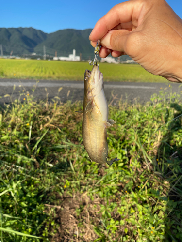 ナマズの釣果