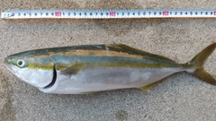 ツバイソの釣果