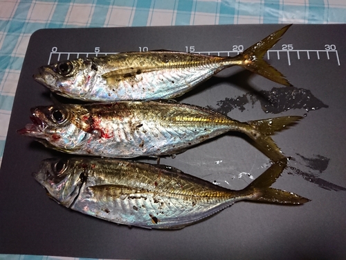 アジの釣果