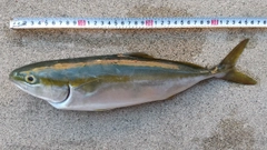 コズクラの釣果