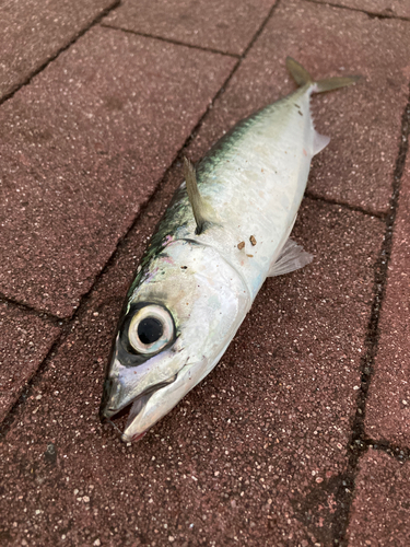 サバの釣果