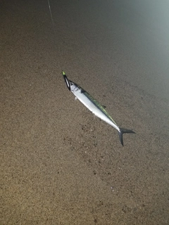 サゴシの釣果