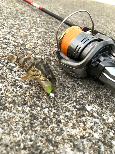 タケノコメバルの釣果