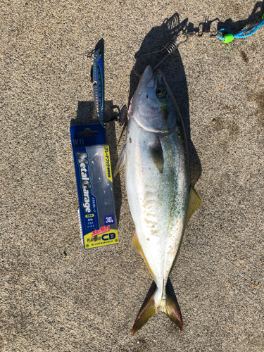 ワカシの釣果