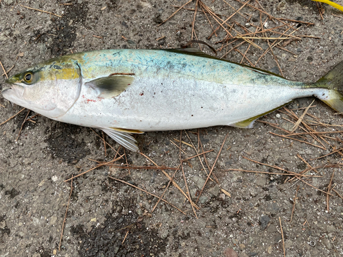 イナダの釣果