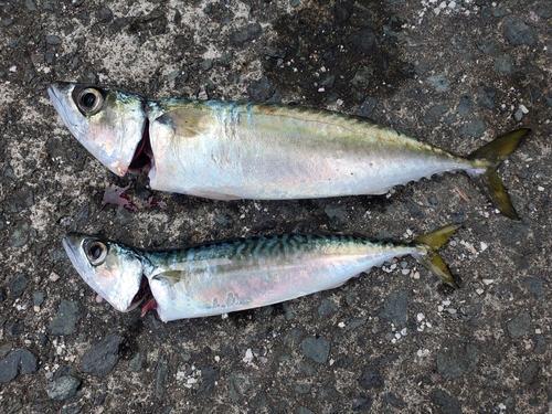 サバの釣果