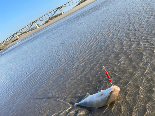 ショゴの釣果