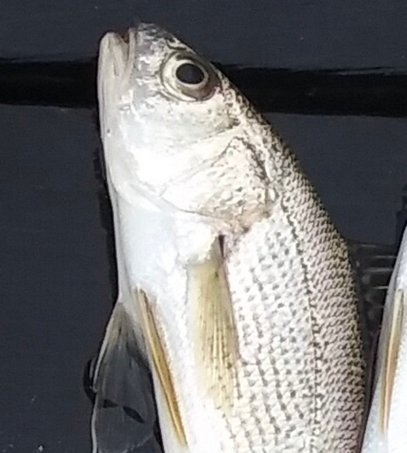 イシモチの釣果