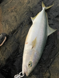 ヒラマサの釣果