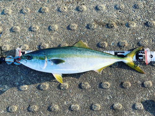 メジロの釣果