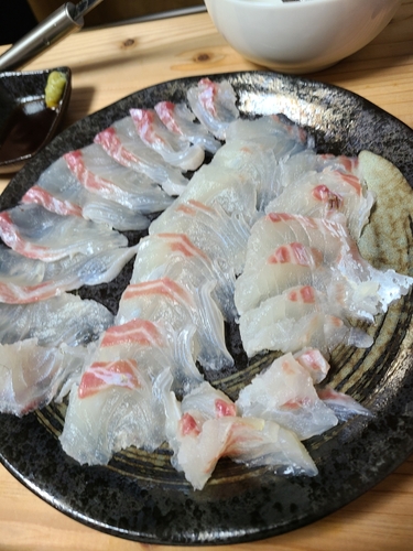 マダイの釣果