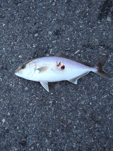 ショゴの釣果