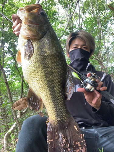 ブラックバスの釣果