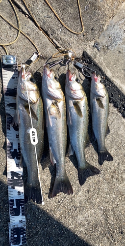 シーバスの釣果