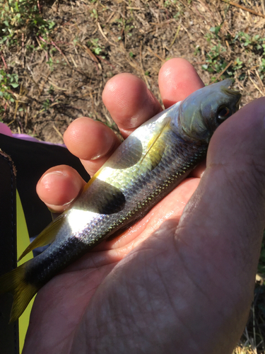 カワムツの釣果