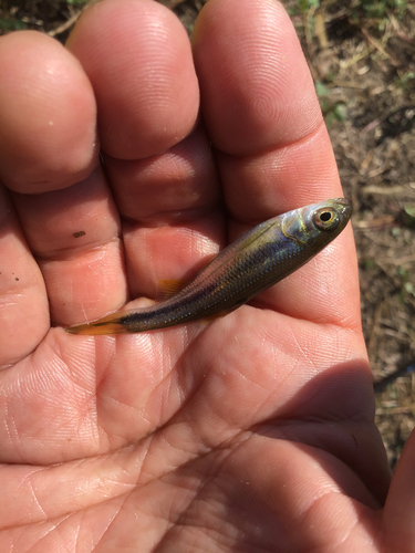 カワムツの釣果