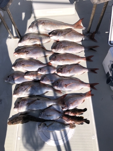 マダイの釣果