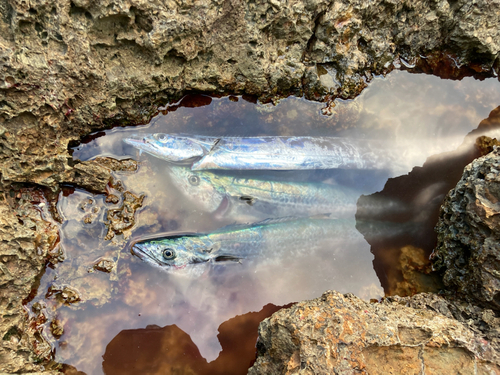 サゴシの釣果