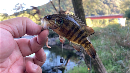 オヤニラミの釣果