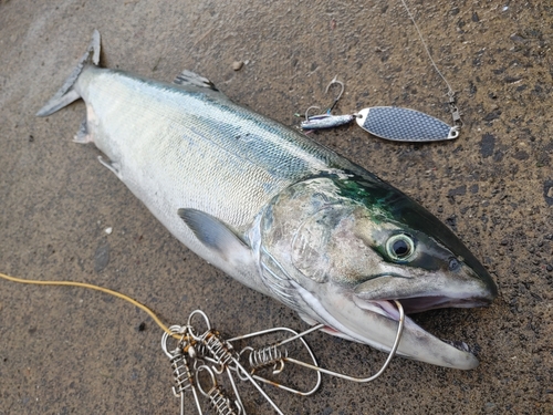 サケの釣果