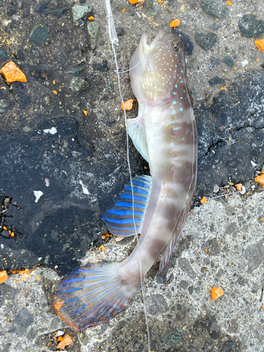 イトヒキハゼの釣果