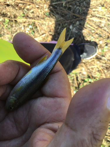 カワムツの釣果