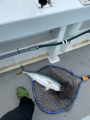 イナダの釣果