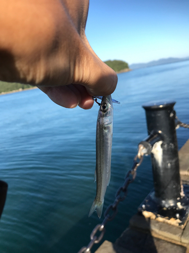 ヤマトカマスの釣果