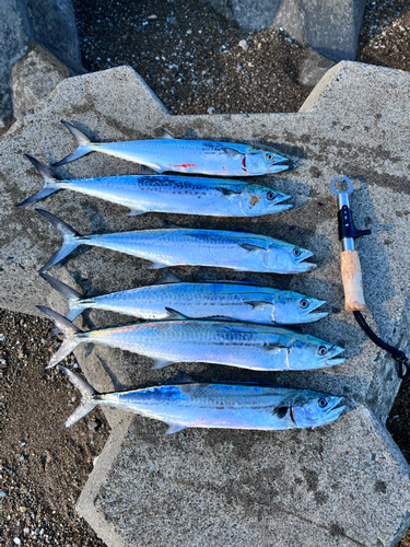 サゴシの釣果