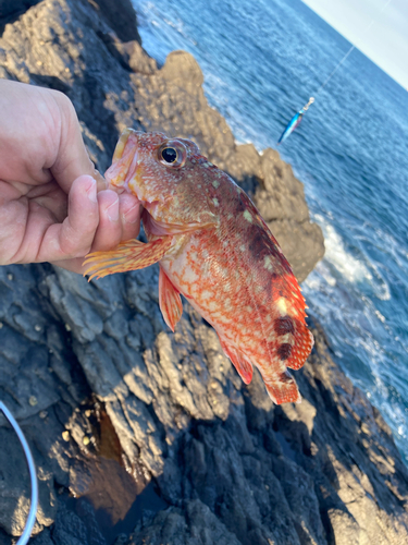 ウッカリカサゴの釣果